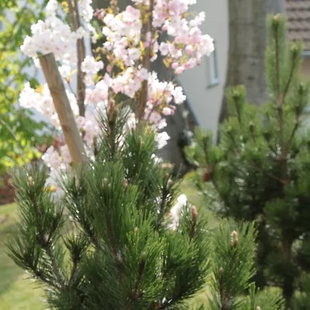 Auf Der Duene ゲストハウス ゼーバート・ヘリングスドルフ