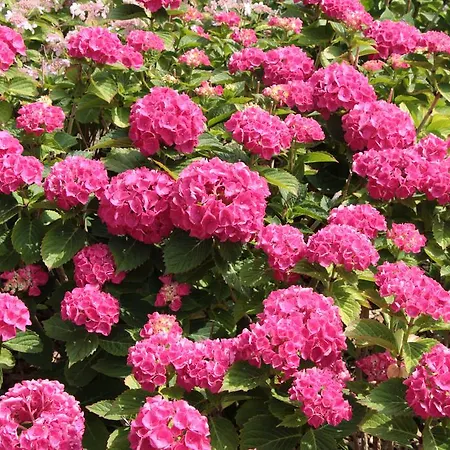 ゲストハウス Auf Der Duene 3*