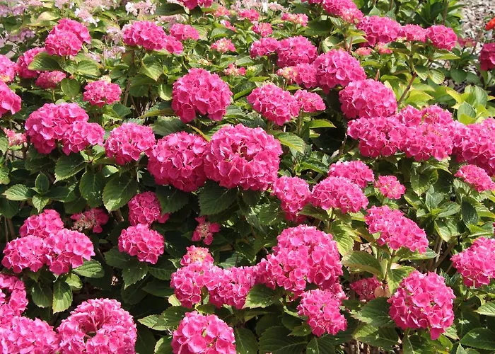 게스트하우스 Auf Der Duene 3*